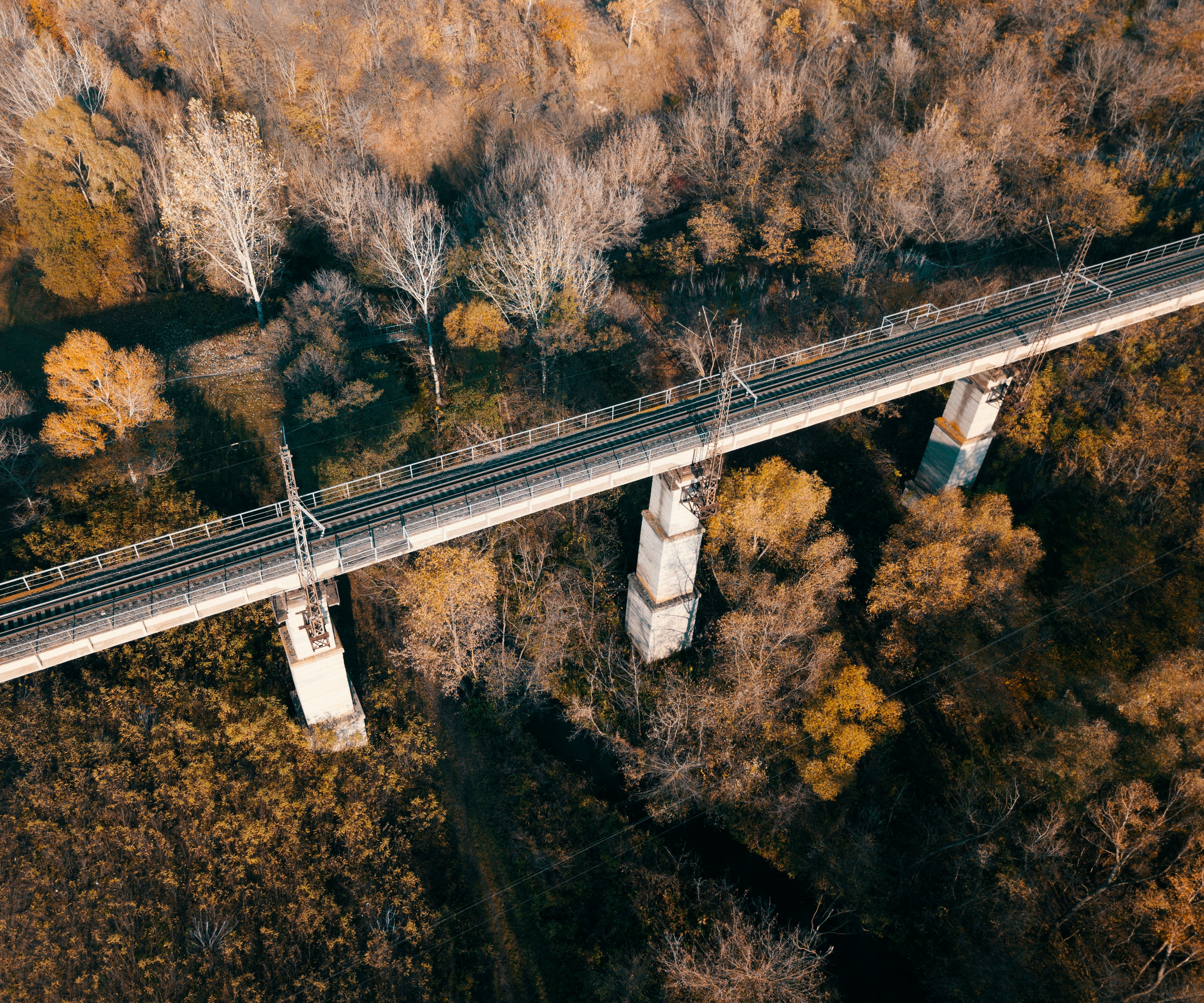 bird's-eye view photography of bridge in between leafed trees